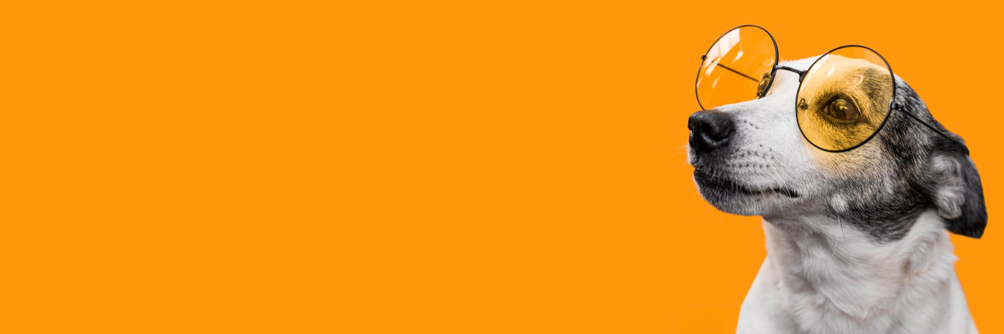 Mantén a tu mascota segura y localizable